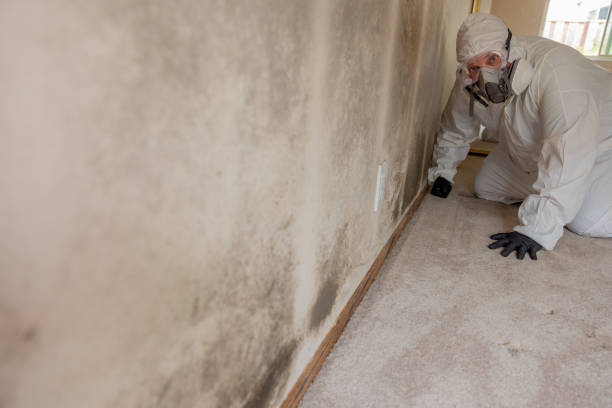 Best Black Mold Removal  in Warrenton, GA
